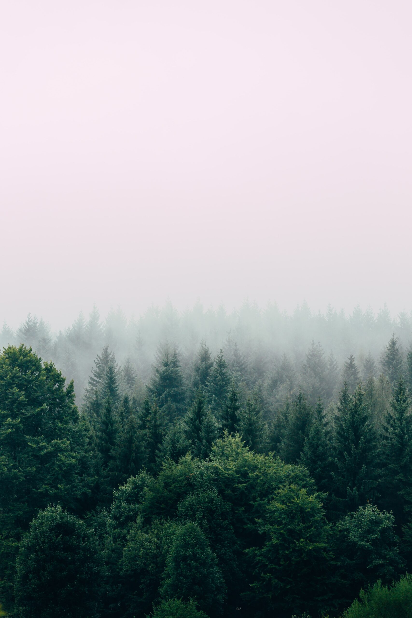 forest in fog