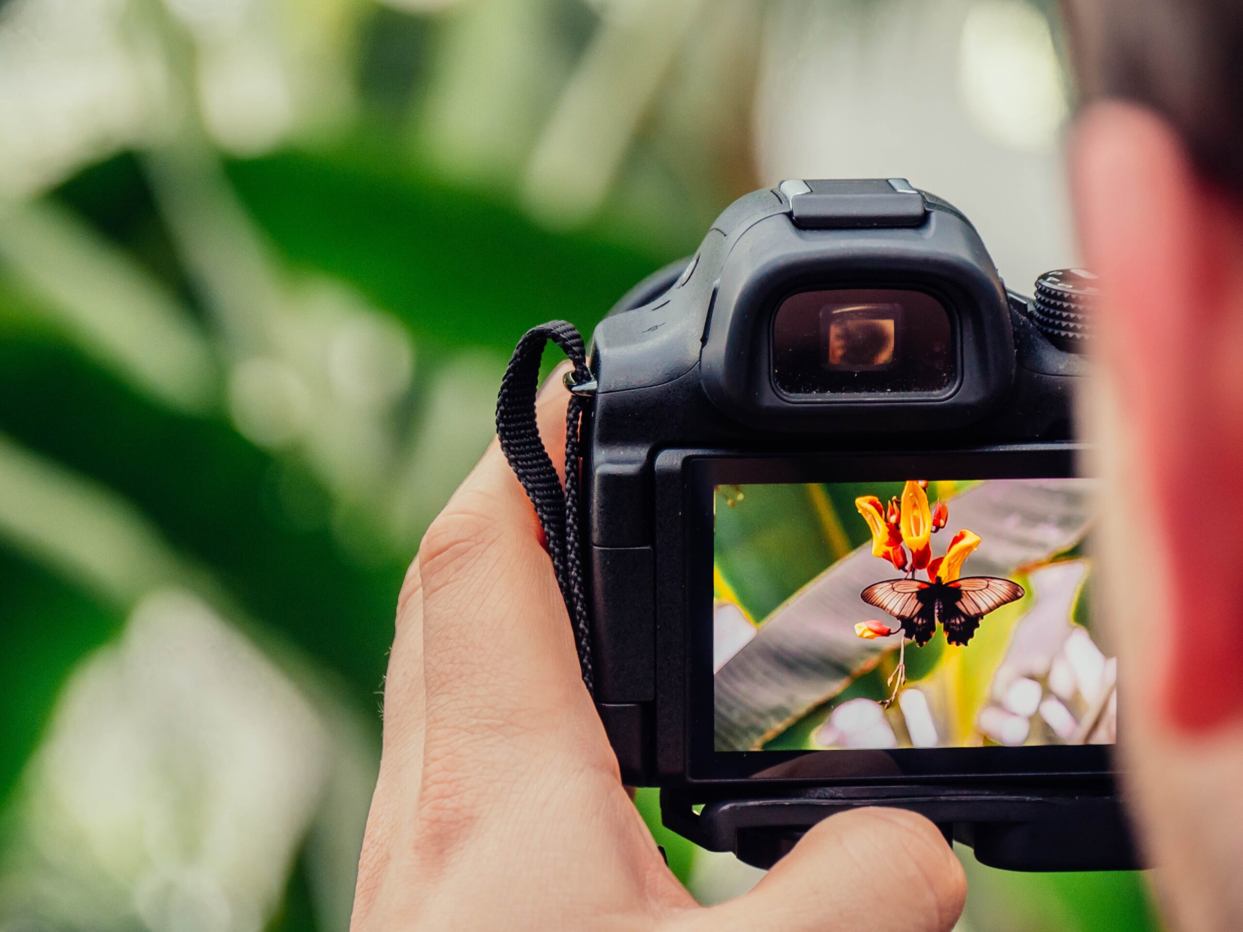 Nature photo of butterfly