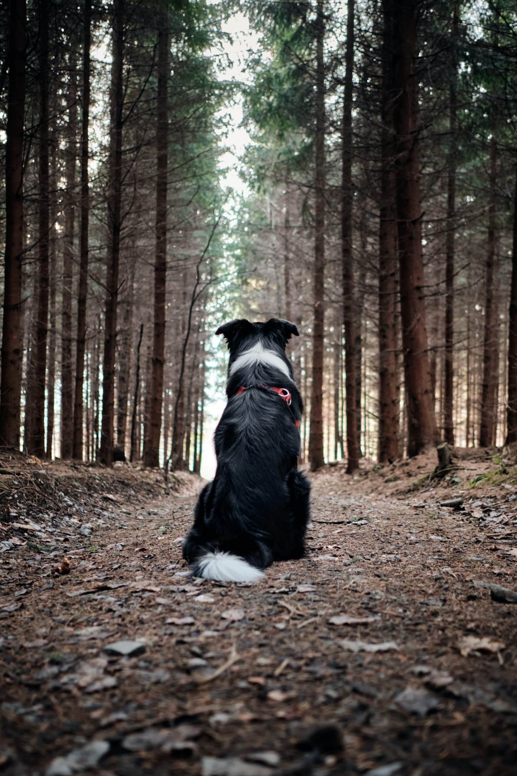 A Guide to Forest Bathing with Your Dog